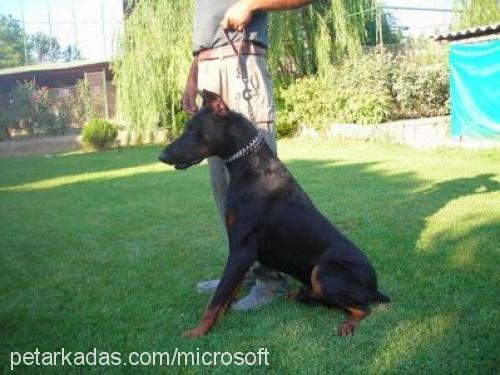 çAkİ Erkek Doberman Pinscher