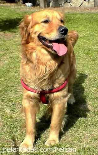 Tango Erkek Golden Retriever