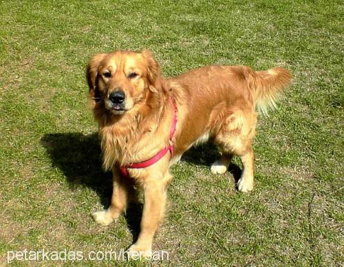 Tango Erkek Golden Retriever