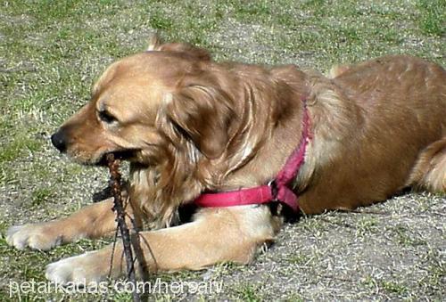 Tango Erkek Golden Retriever