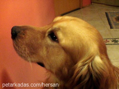 Tango Erkek Golden Retriever