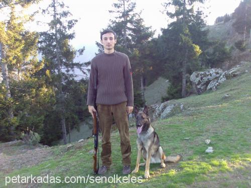 Paşa Erkek Belçika Malinois