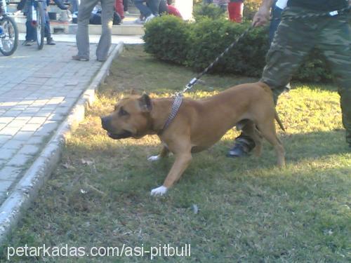 virüs Erkek Amerikan Pitbull Terrier