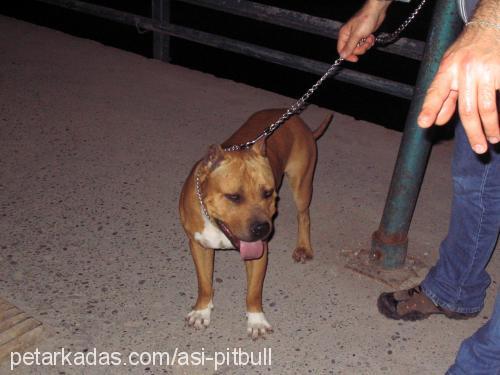 virüs Erkek Amerikan Pitbull Terrier