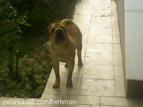 Hector Erkek Çin Shar-Pei