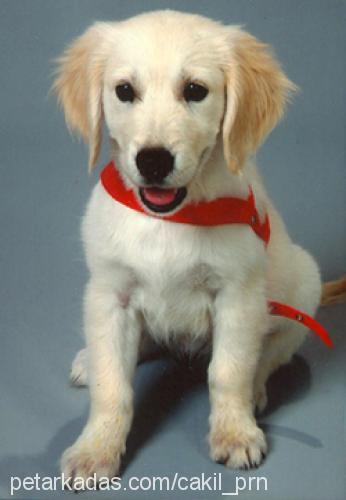 ÇAKIL Dişi Golden Retriever