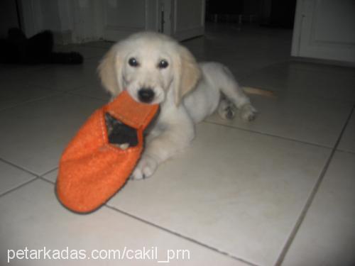 ÇAKIL Dişi Golden Retriever