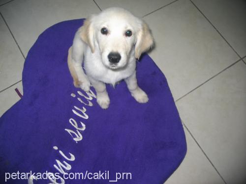 ÇAKIL Dişi Golden Retriever