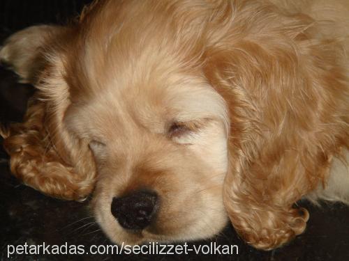 vada Erkek Amerikan Cocker Spaniel