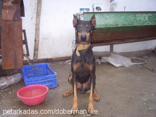 Lie Erkek Doberman Pinscher