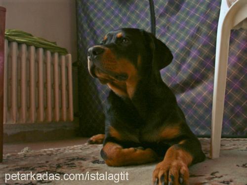 pasha Erkek Rottweiler