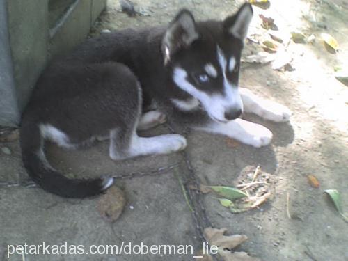 kurt Erkek Sibirya Kurdu (Husky)