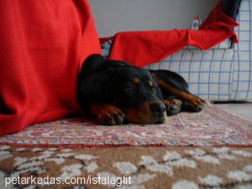 pasha Erkek Rottweiler