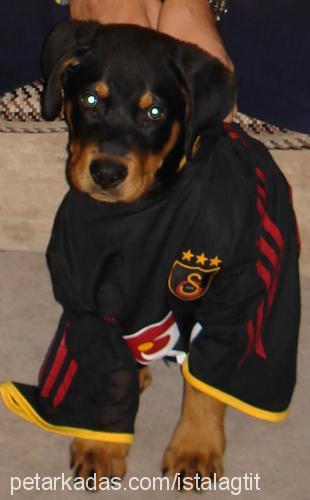 pasha Erkek Rottweiler