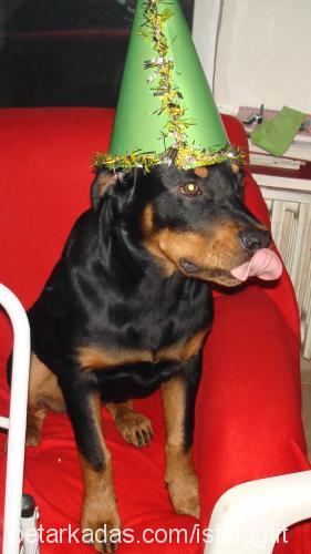 pasha Erkek Rottweiler