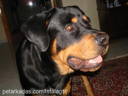 pasha Erkek Rottweiler