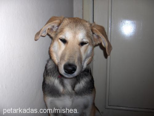 mishea Dişi Labrador Retriever