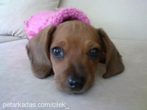 çilek Dişi Dachshund