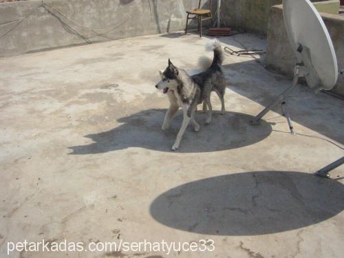 angel Dişi Sibirya Kurdu (Husky)