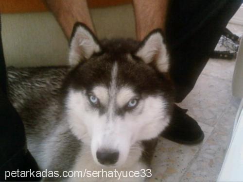 angel Dişi Sibirya Kurdu (Husky)