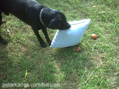 aşil Erkek Labrador Retriever