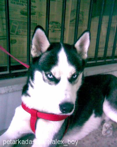 rocky Erkek Sibirya Kurdu (Husky)