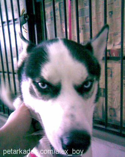 rocky Erkek Sibirya Kurdu (Husky)