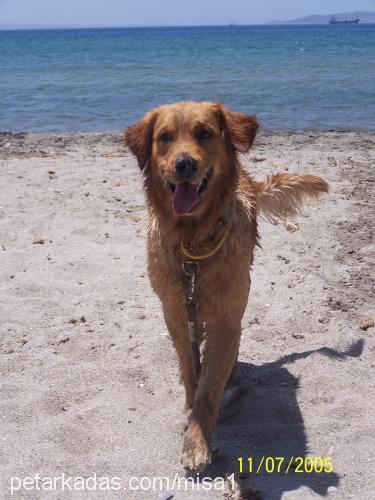 mişa Dişi Golden Retriever