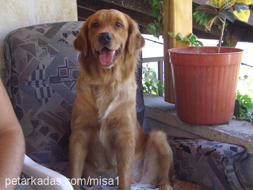 mişa Dişi Golden Retriever