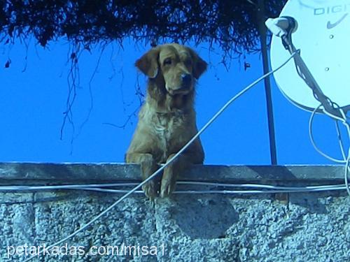 mişa Dişi Golden Retriever