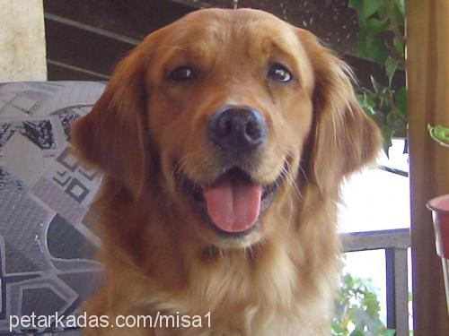 mişa Dişi Golden Retriever