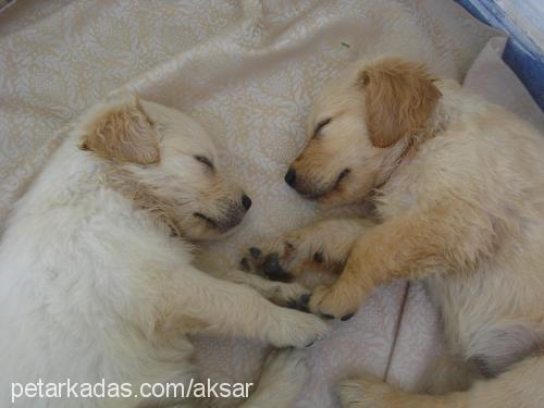 leydi Dişi Golden Retriever