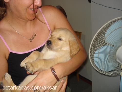 leydi Dişi Golden Retriever