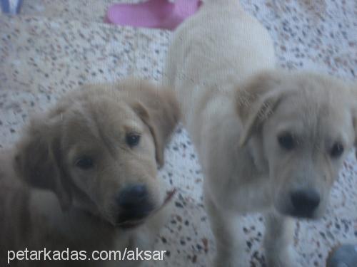 leydi Dişi Golden Retriever