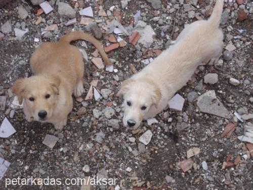 leydi Dişi Golden Retriever