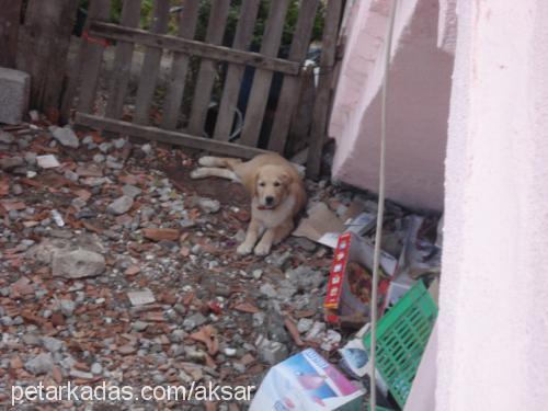 leydi Dişi Golden Retriever