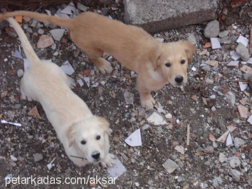 leydi Dişi Golden Retriever