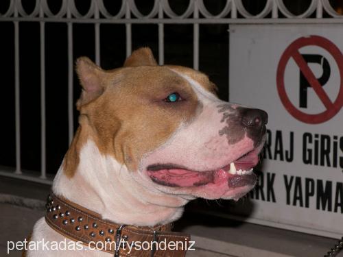 arche Erkek Amerikan Pitbull Terrier