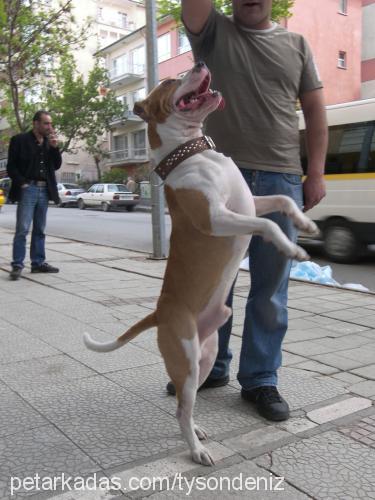 arche Erkek Amerikan Pitbull Terrier