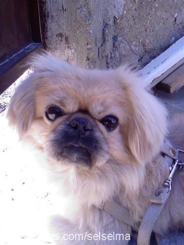 marshall ve çak Erkek Pekingese