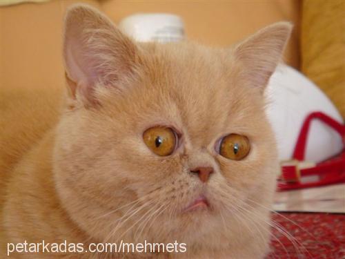 prenses Dişi Exotic Shorthair