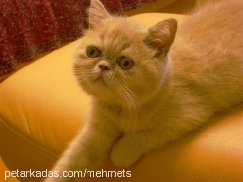 prenses Dişi Exotic Shorthair