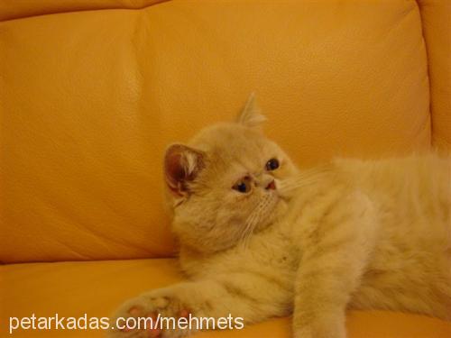 prenses Dişi Exotic Shorthair