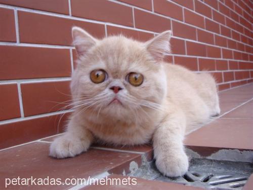 prenses Dişi Exotic Shorthair