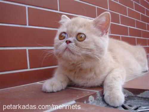 prenses Dişi Exotic Shorthair