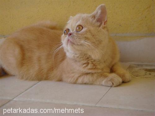 prenses Dişi Exotic Shorthair