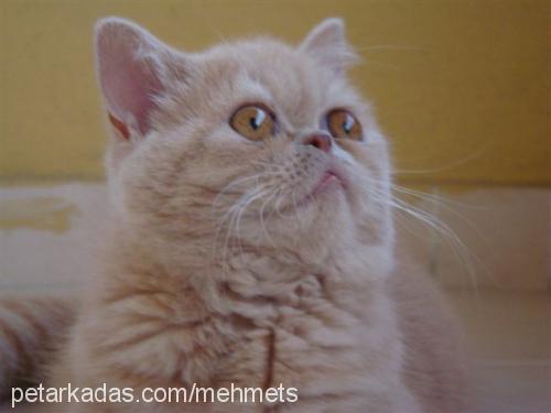 prenses Dişi Exotic Shorthair