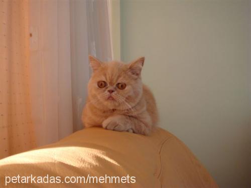 prenses Dişi Exotic Shorthair