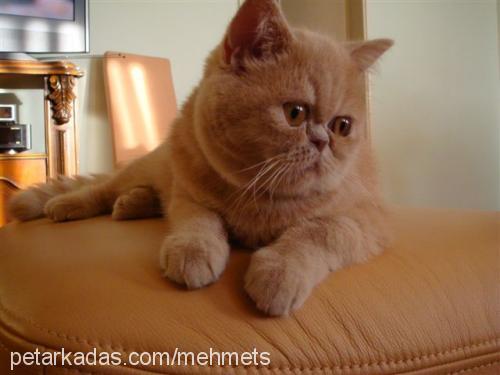 prenses Dişi Exotic Shorthair