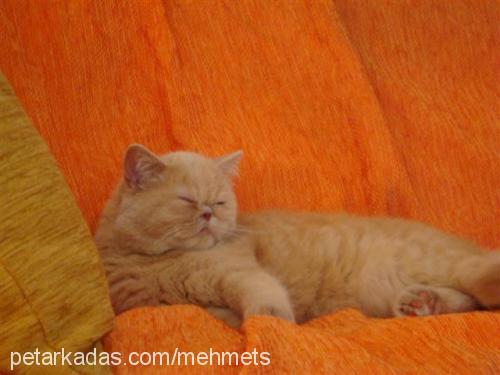 prenses Dişi Exotic Shorthair